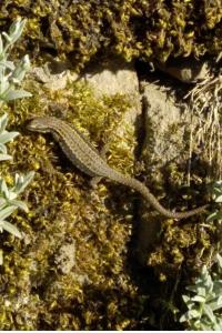 Lézard des murailles 