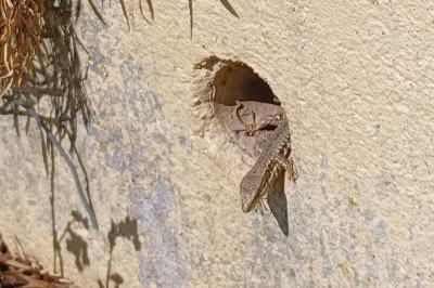 Lézard des murailles 