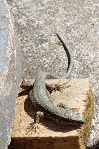 Lézard des murailles 
