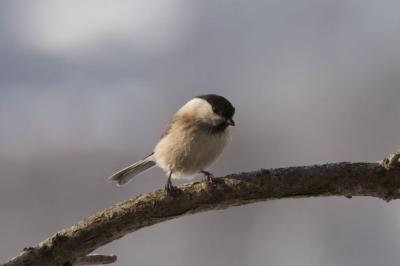 Mésange nonnette ou boréale